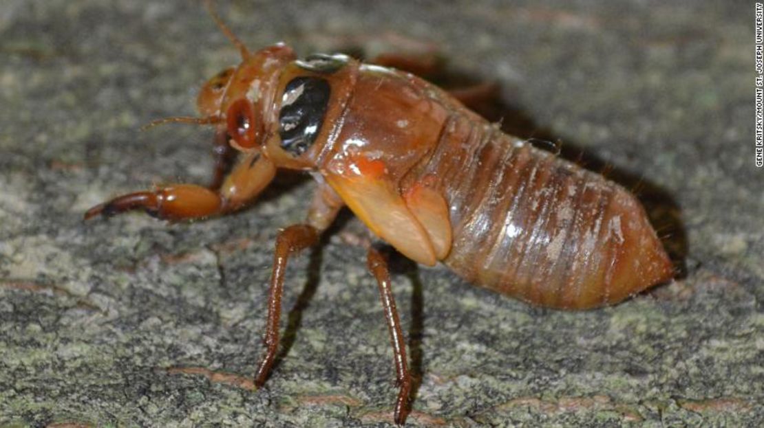 El zumbido viene de las cigarras macho que buscan aparearse.