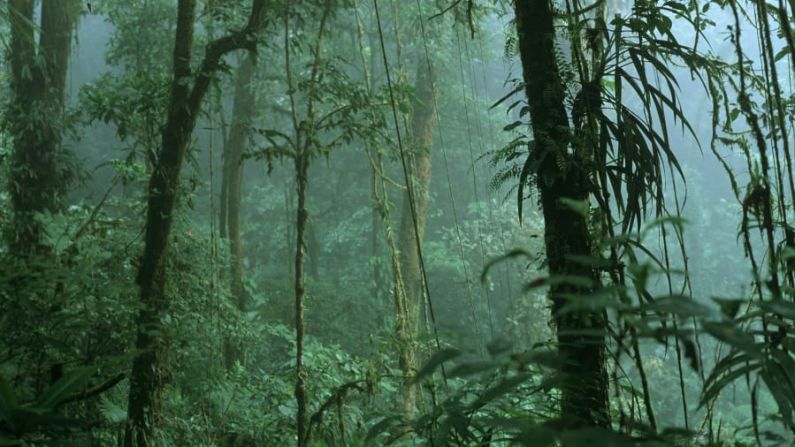 Reserva Bosque Nuboso Monteverde, Costa Rica — Este ambiente húmedo es el hogar de encantadores senderos sinuosos y una gran variedad de aves, grandes felinos e insectos. (Avalon / UIG / Getty Images).