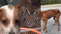 CNNE 641905 - animales victimas de crueldad, tres rescates exitosos