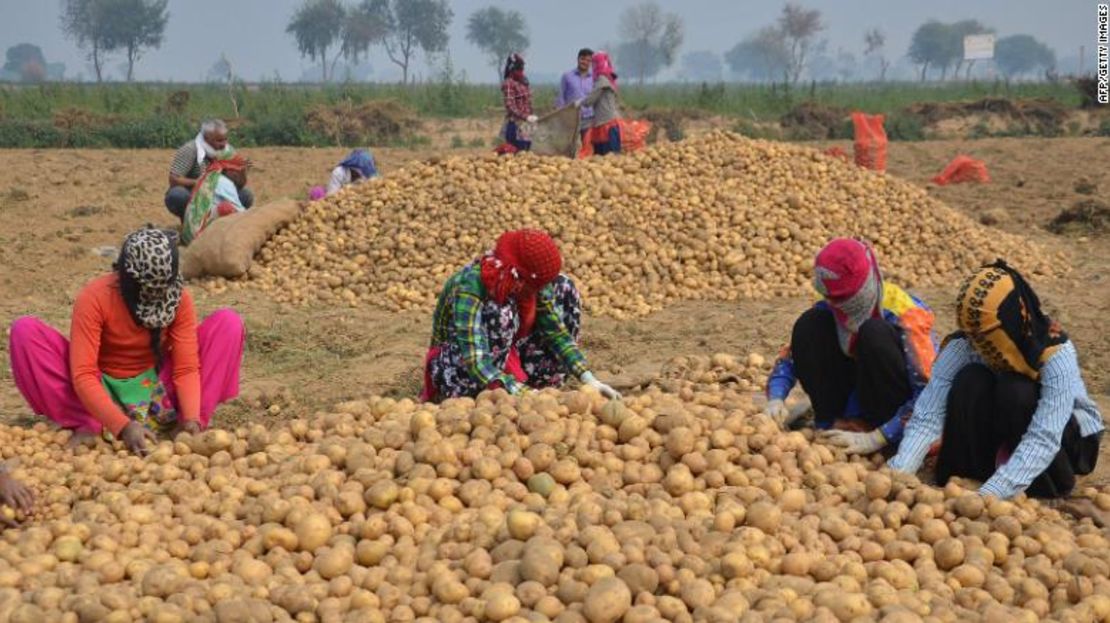 PepsiCo dice que los agricultores estaban cultivando "ilegalmente" su variedad registrada de papas.