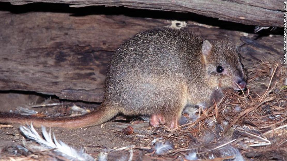 Una rara rata canguro de nariz corta se esconde debajo de un tronco hueco cerca del río Cygnet en la isla Kangaroo. Su especie fue llevada a la extinción en Australia continental por zorros y gatos salvajes.