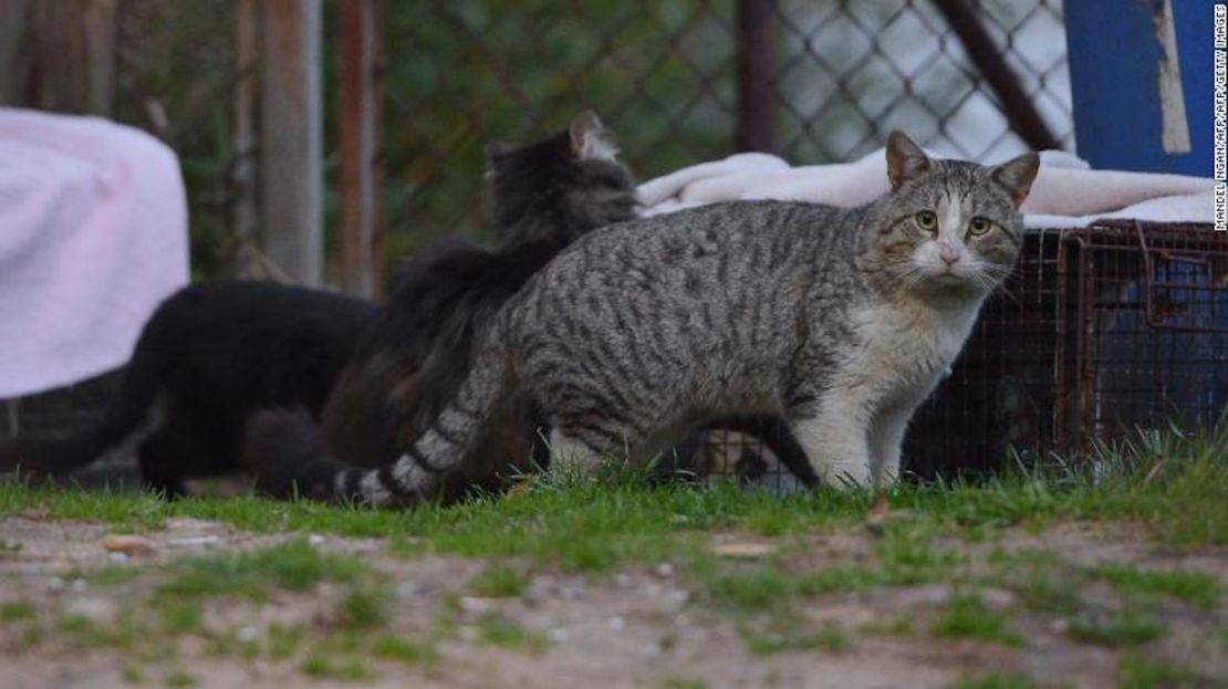 Un gato salvaje visto en un vecindario en Washington el 4 de abril de 2014.