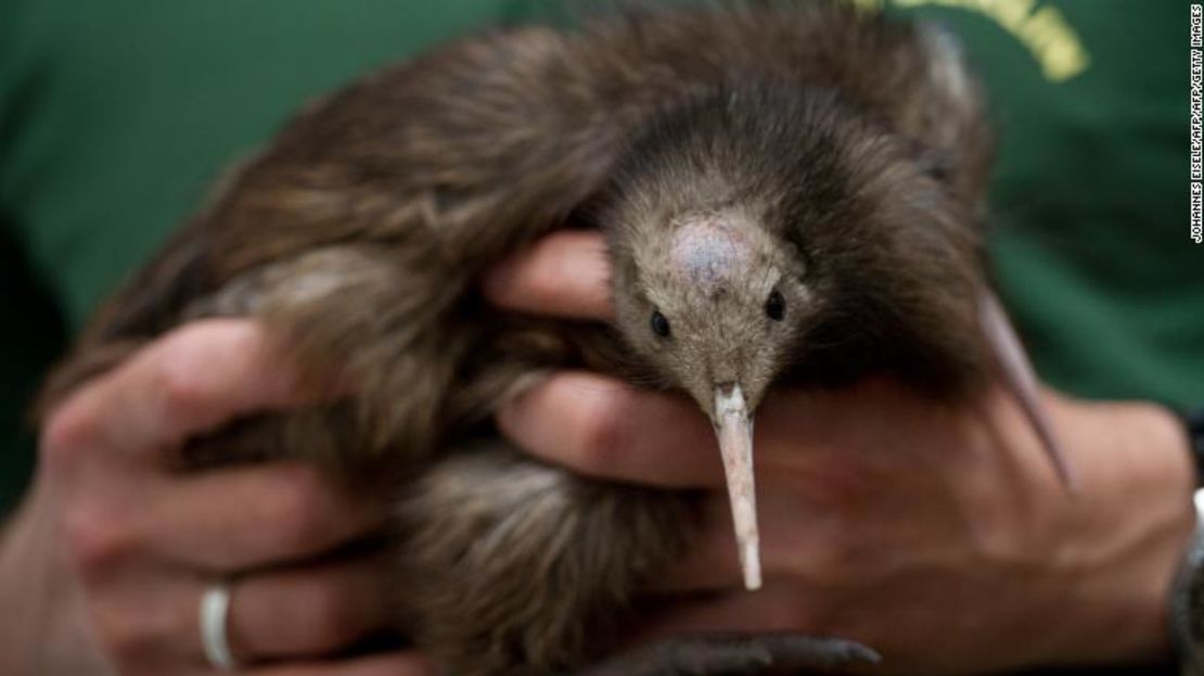 En esta imagen aparecen dos pájaros kiwi en Berlín el 19 de junio de 2012.