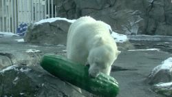 CNNE 642687 - le regalan un pepinillo gigante a osa polar en zoo