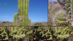 CNNE 644487 - destinos visita los cabos, una tierra de contrastes