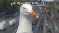 CNNE 644499 - unas gaviotas se toman una camara de trafico en londres