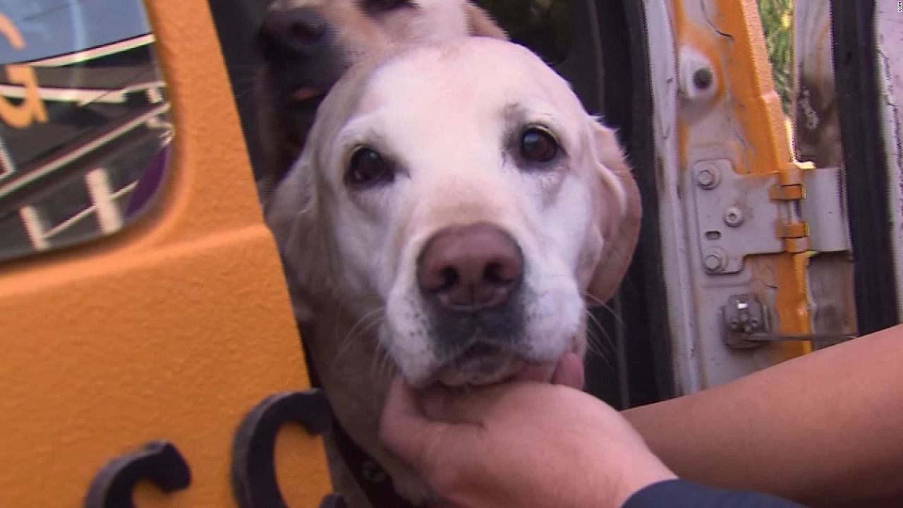 CNNE 644514 - un autobus para perros que te da tiempo libre