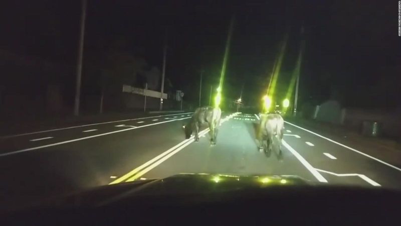 Policía escolta a un par de vacas que deambulaba en california | cnn