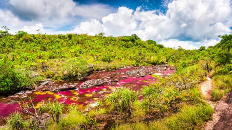 Vida silvestre: la abundancia de vida silvestre es otro atractivo. Tortugas, iguanas y águilas, el ave nacional de Colombia, son solo algunas de las especies locales en la zona.