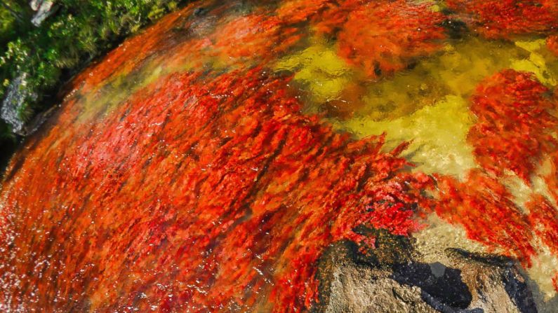 En rojo: los colores se producen durante el proceso reproductivo de las plantas acuáticas llamadas Macarenia clavigera, una especie de alga fluvial.