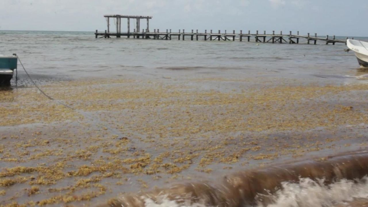 CNNE 645795 - una amenaza al turismo llamada sargazo