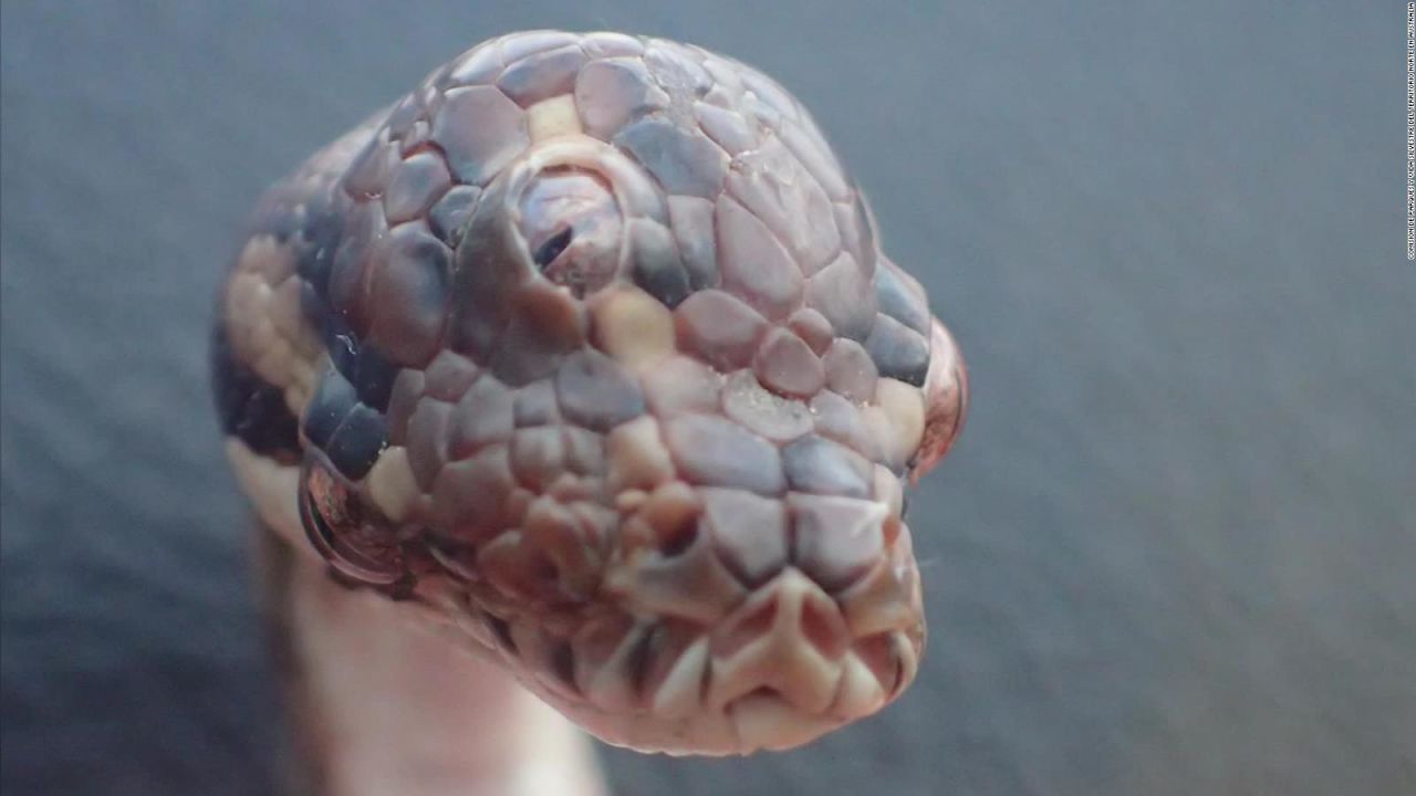 CNNE 645802 - esta serpiente tiene 3 ojos y todos funcionan