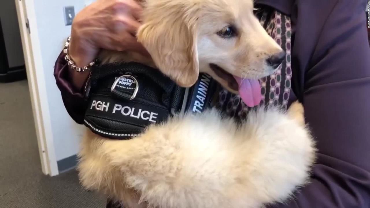 CNNE 646510 - adorable perrito policia es contratado para un trabajo noble