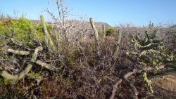 CNNE 647274 - los placeres del desierto de baja california sur en destinos