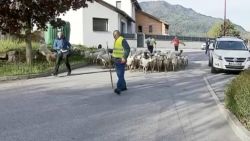 CNNE 647389 - escuela en francia ve llegar a ovejas como alumnas