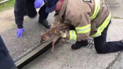 CNNE 648115 - bomberos rescatan a un pequeno ciervo del desague