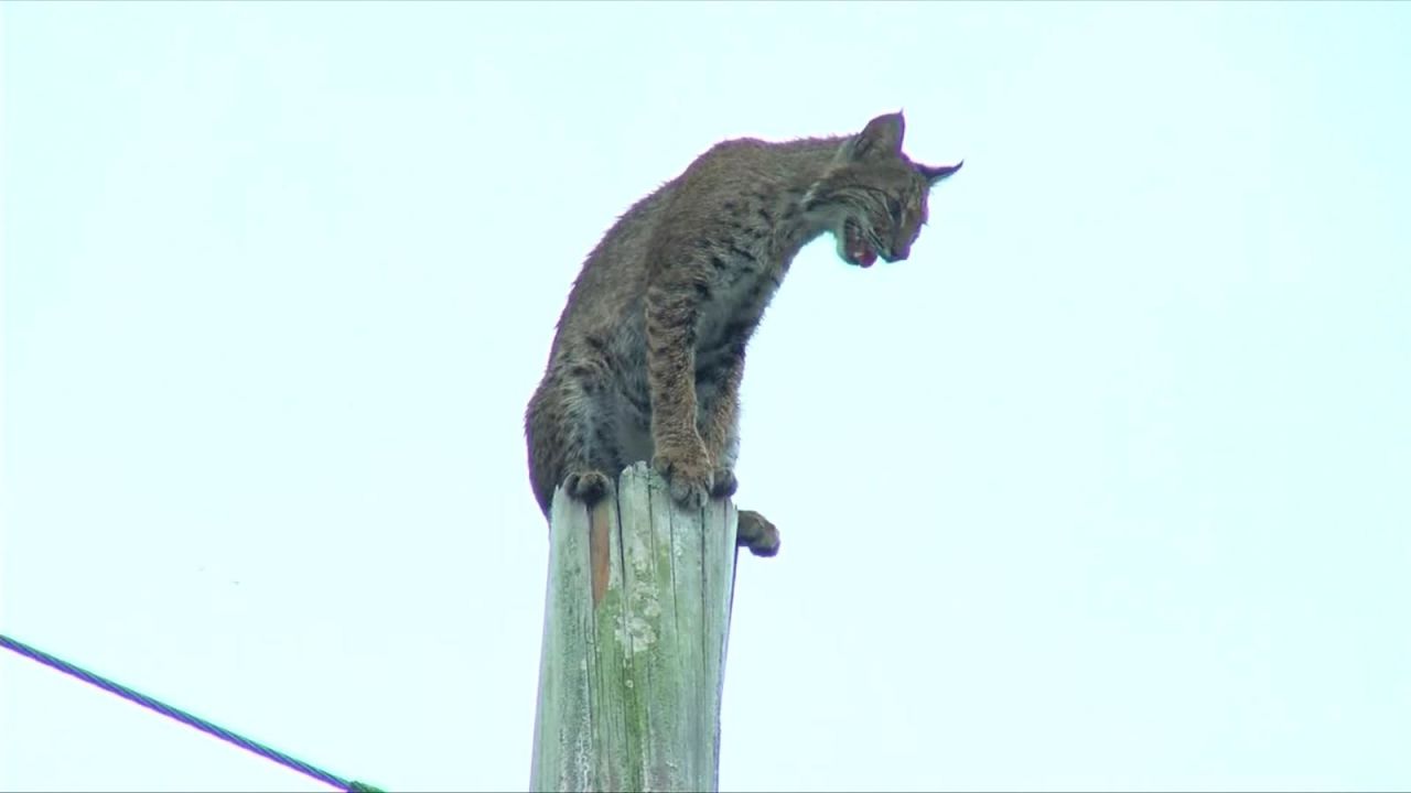 CNNE 648240 - rescatan a particular felino de las alturas