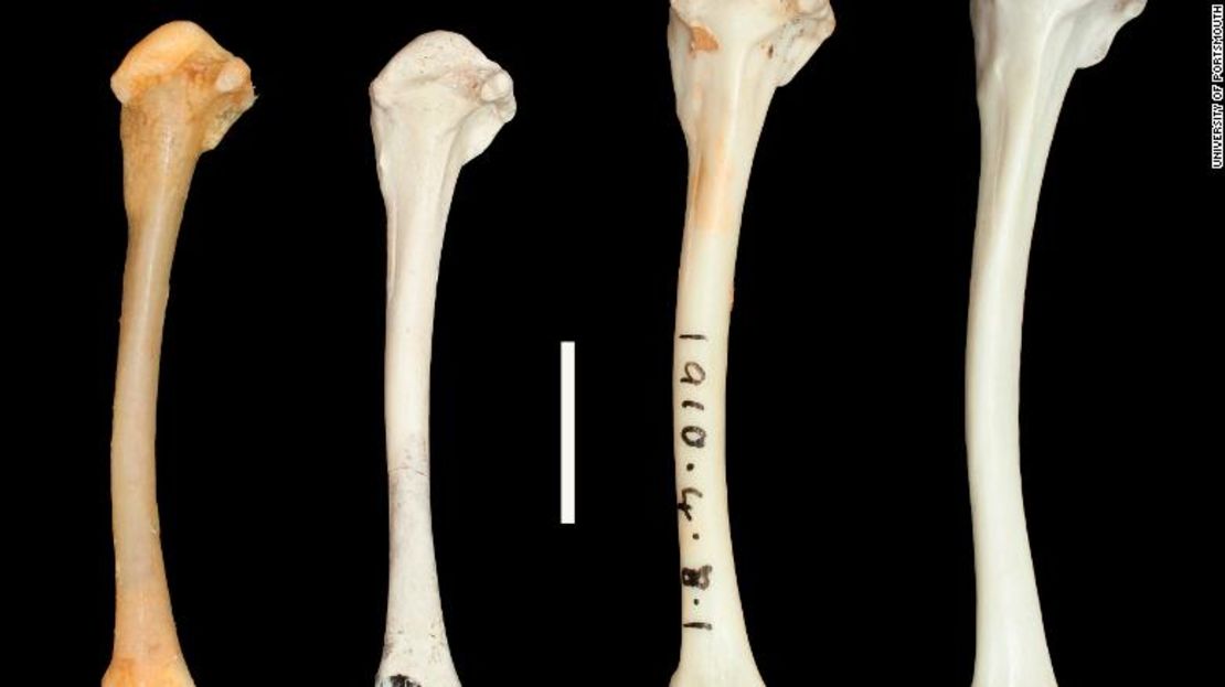 Los registros de fósiles de antes y después de que Aldabra se sumergiera demostraron la hazaña evolutiva del ave.