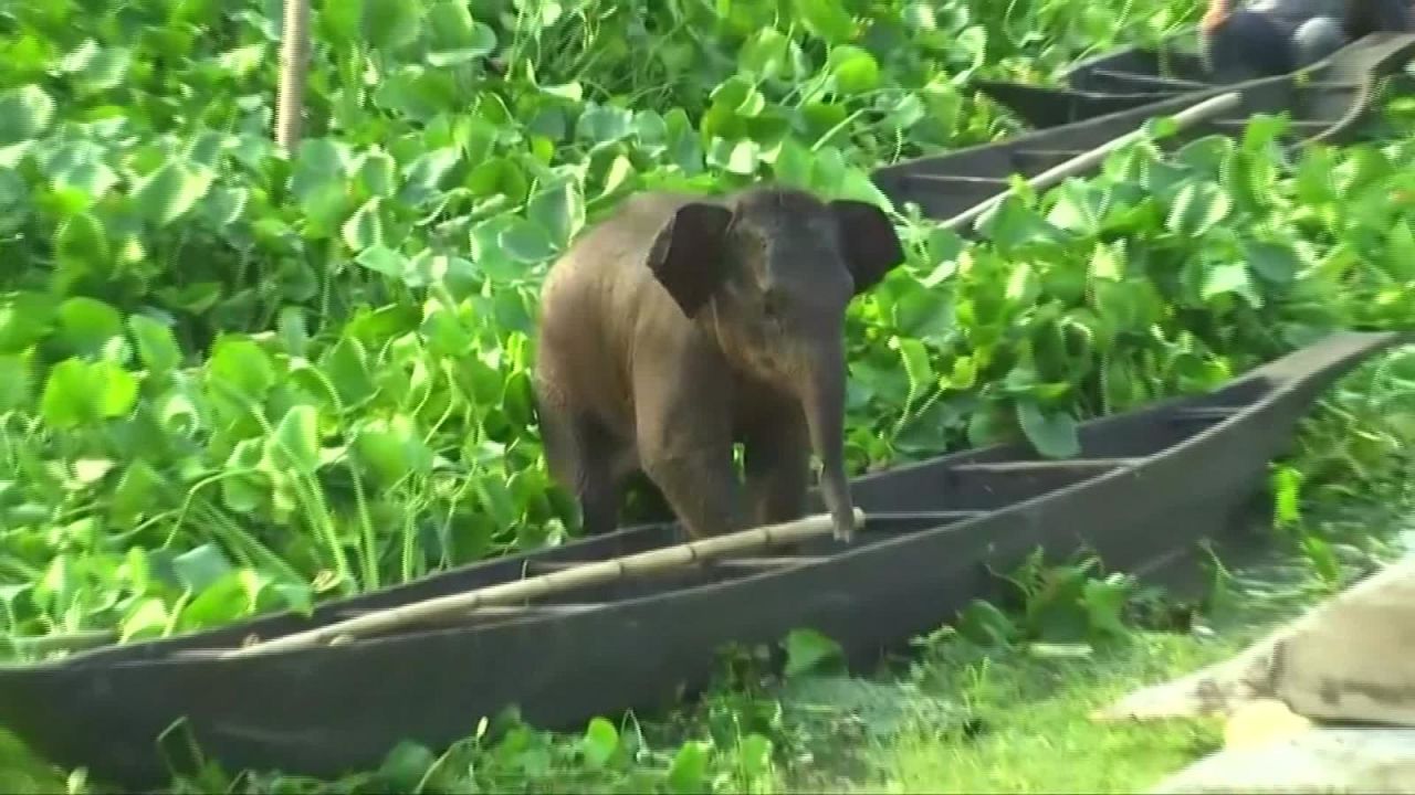 CNNE 648768 - rescatan a un elefante bebe en un lago de india