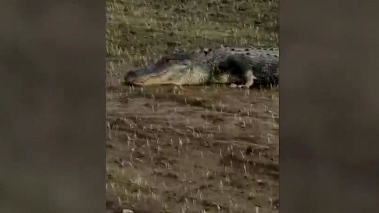 CNNE 648787 - caiman es arrastrado por la lluvia a un campo agricola