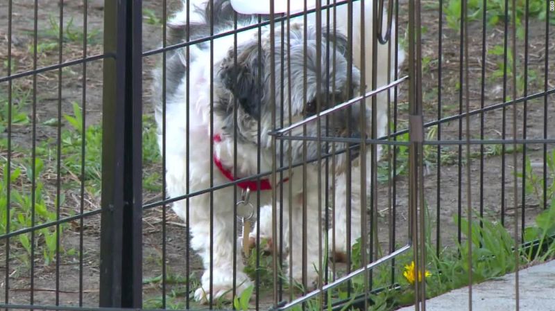 Iowa confirma múltiples casos de una rara enfermedad que puede transmitirse de perros a humanos | CNN