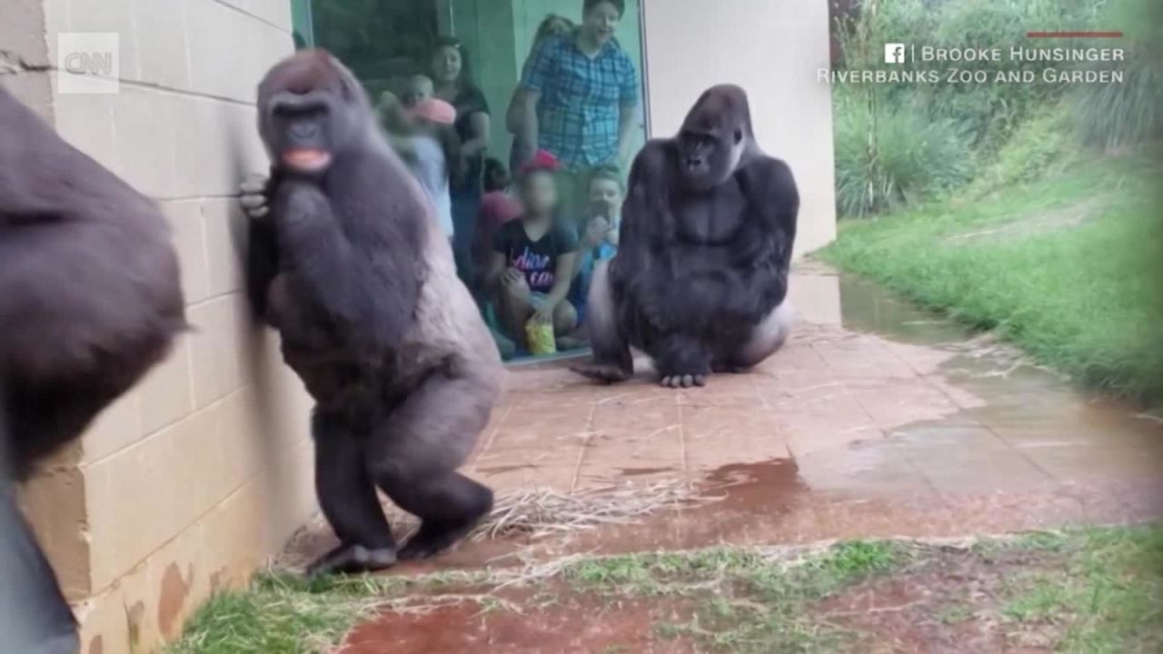 CNNE 648955 - gorilas escapan de la lluvia en un zoologico