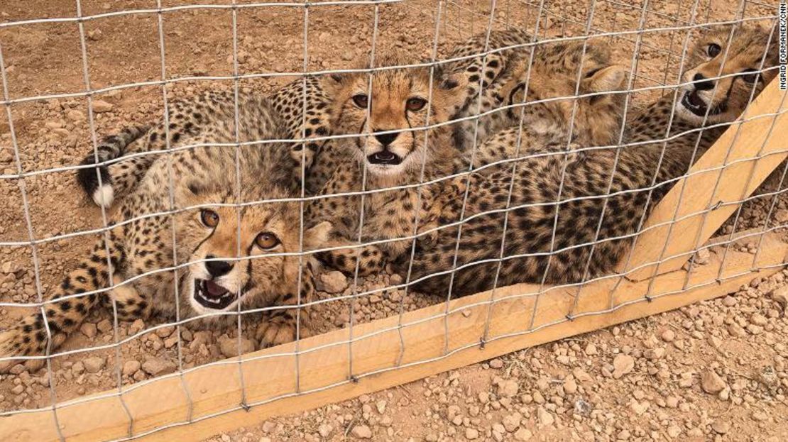 Tres guepardos rescatados en el refugio de CCF. Alrededor de 300 cachorros se sacan de Somalia de contrabando cada año.