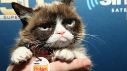 CNNE 650349 - "grumpy cat", el famoso rostro malhumorado ha muerto