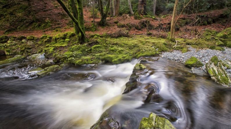 Escenas clásicas de "Game of Thrones": Tollymore Forest Park, en Irlanda del Norte, fue el escenario de gran parte del primer episodio de la primera temporada. Los Stark encontraron aquí a sus compañeros lobos.