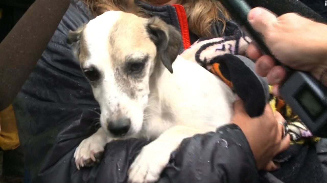 CNNE 651113 - ee-uu- celebra el dia del rescate de perros