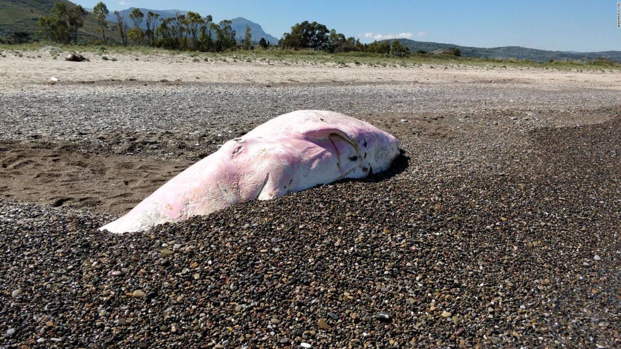 CNNE 651545 - esto tenia en su estomago un cachalote muerto en italia