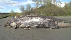 CNNE 652165 - investigan la muerte de varias ballenas en alaska