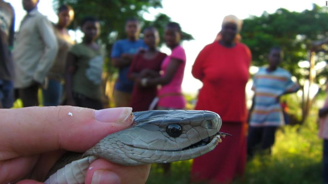 Las mordeduras de serpientes matan entre 81.000 y 138.000 personas al año en todo el mundo.