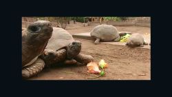 CNNE 653092 - celebran el dia de la tortuga en peru