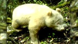 CNNE 653535 - captan imagenes de oso panda con albinismo