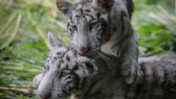 CNNE 654549 - estos dos tigres blancos tienen un nuevo hogar