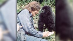 CNNE 654703 - muere el ultimo gorila del estudio de dian fossey