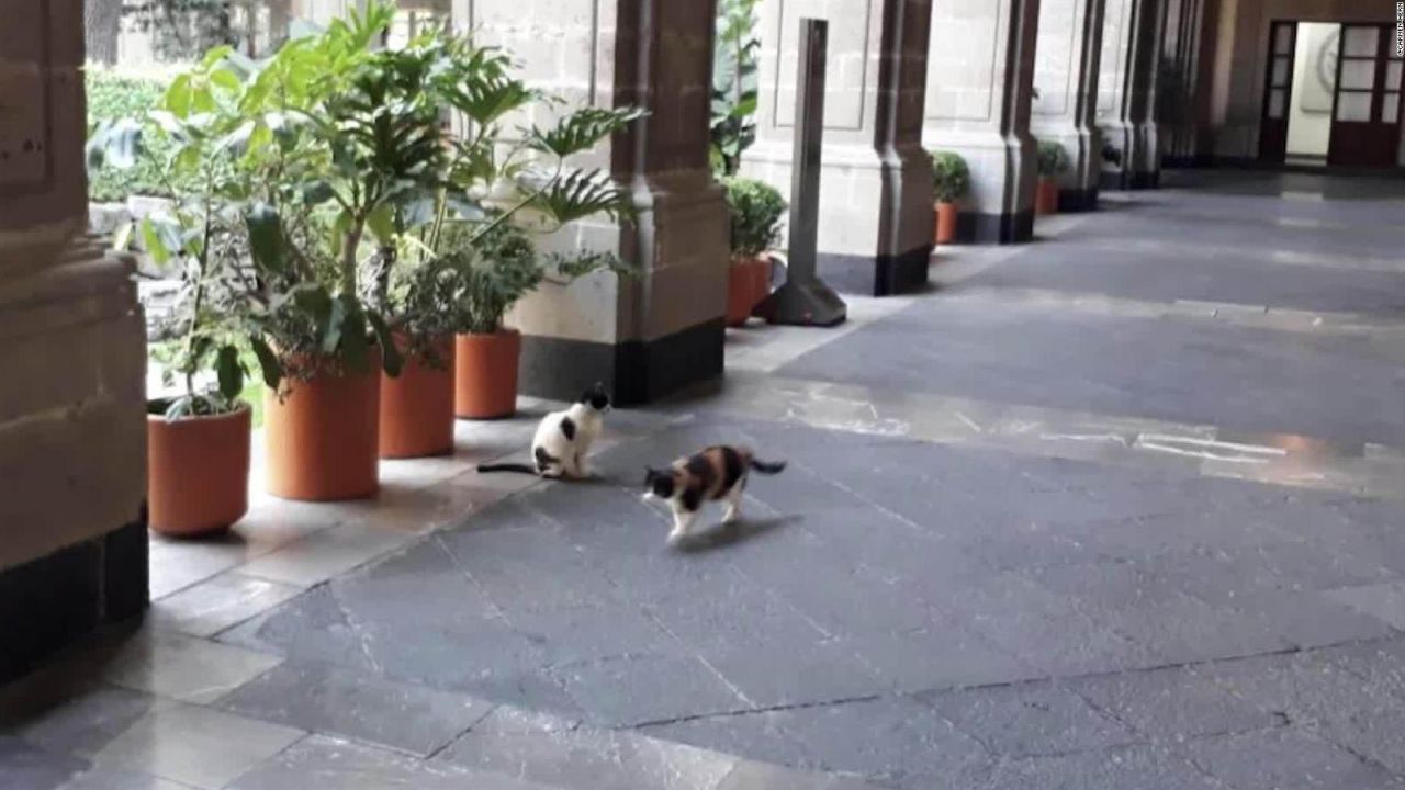 CNNE 654789 - disputa por gatos en el palacio nacional de mexico