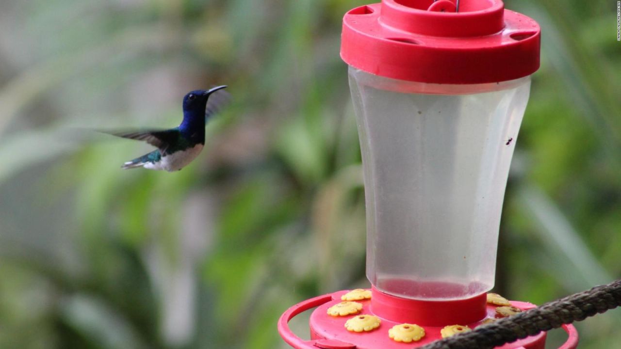 CNNE 656065 - ecuador, un paraiso para los colibries