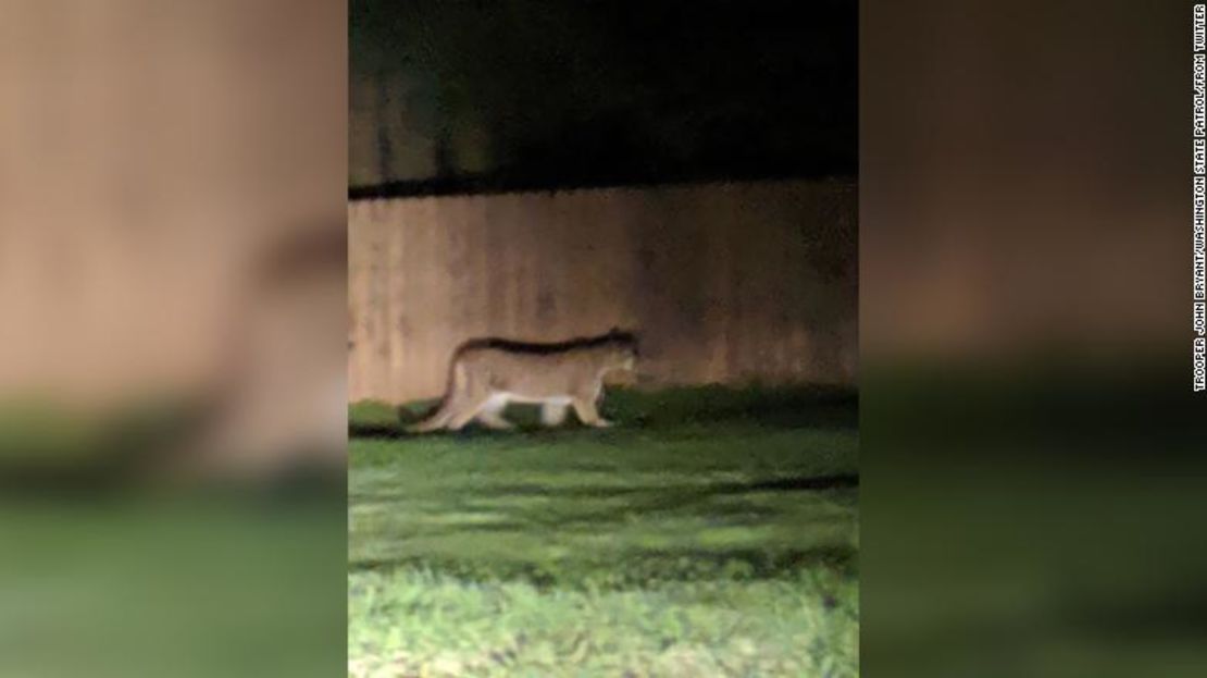 Biólogos examinaron visualmente al puma el domingo por la mañana y encontraron que no parecía enfermo.