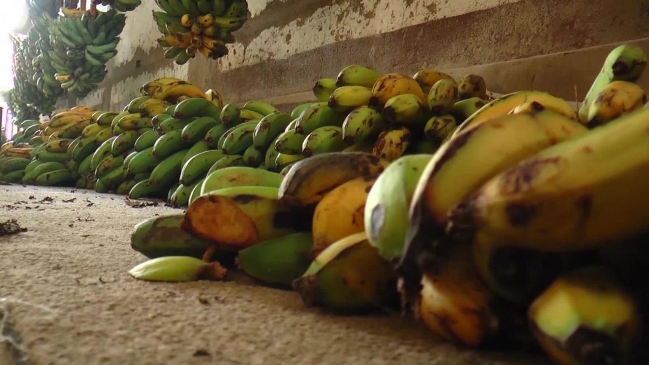 CNNE 658203 - los alimentos que se pierden por la falta de gasolina