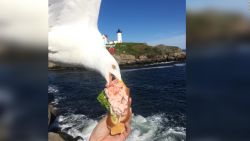 CNNE 658940 - la increible foto de una gaviota robando comida