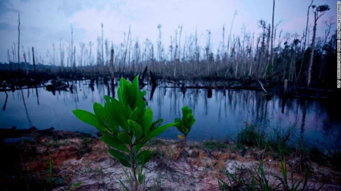 Acacias en Indonesia, en peligro de extinción.