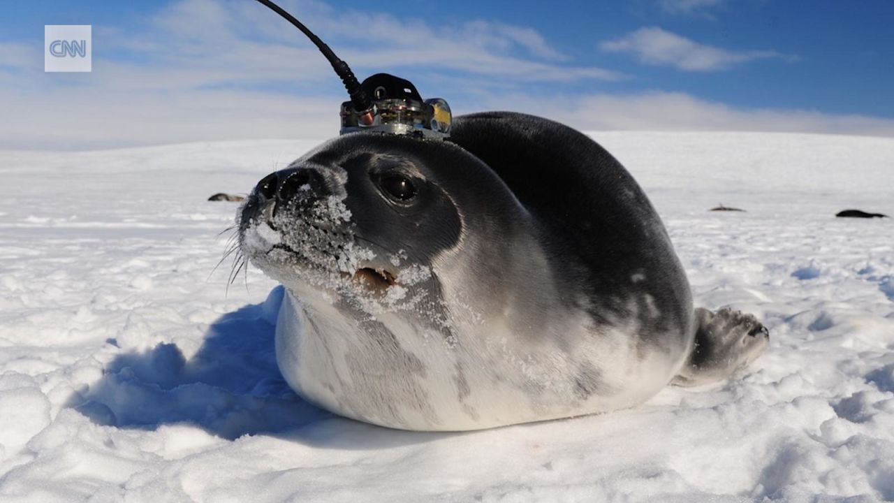 CNNE 659679 - focas con antenas ayudan a resolver misterio en la antartida