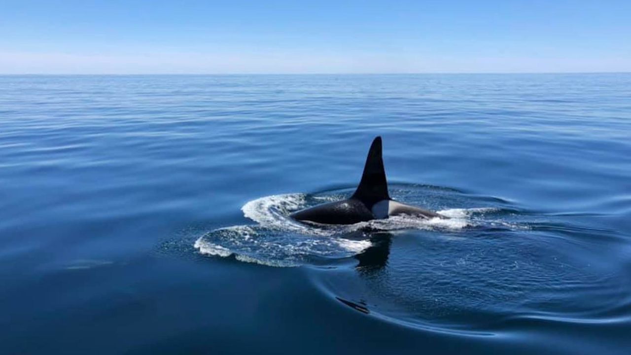 CNNE 659904 - raro video de una orca con un grupo de delfines