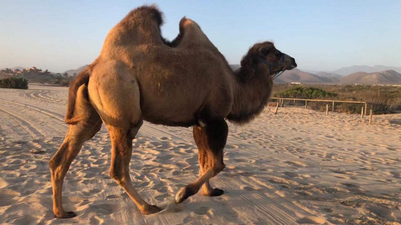 CNNE 660937 - enterate de ocho curiosidades sobre los camellos