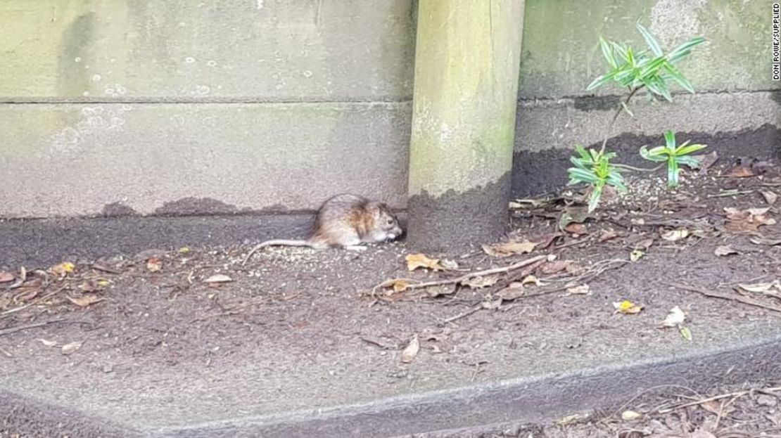 Una rata en Titirangi.