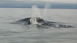 CNNE 663175 - escucha la "cancion" de una rara ballena