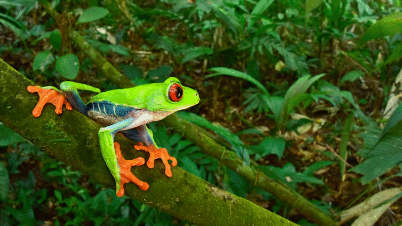 Un equipo de científicos visitó un sitio arqueológico en la selva de Mosquitia en Honduras. Mientras estaban allí, divisaron varios animales raros. La rana arbórea de ojos rojos fue una de las 22 especies de anfibios documentadas.