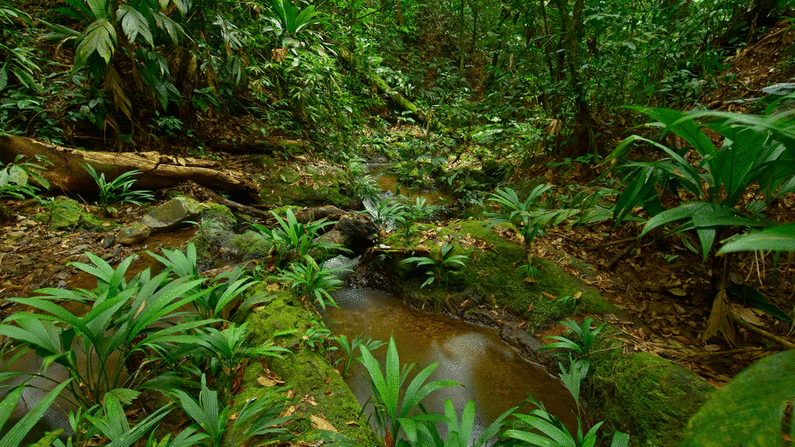 Exuberante vegetación: el líder de la expedición, Trond Larsen, le dice a CNN Travel que es un lugar hermoso: "Un bosque muy frondoso, hay arroyos de aguas cristalinas; es extremadamente pintoresco".